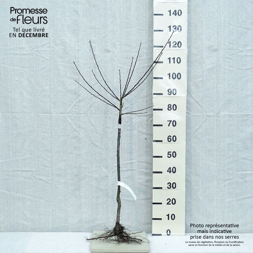 Prugna Regina Claudia Dorée ou verte Piante grandi a radice nuda, Vasetto esemplare consegnato in inverno