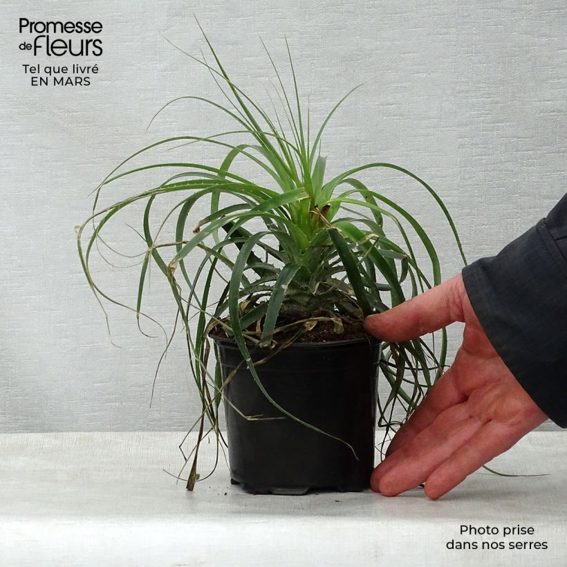 Puya alpestris Vaso da 2L/3L esemplare consegnato in primavera