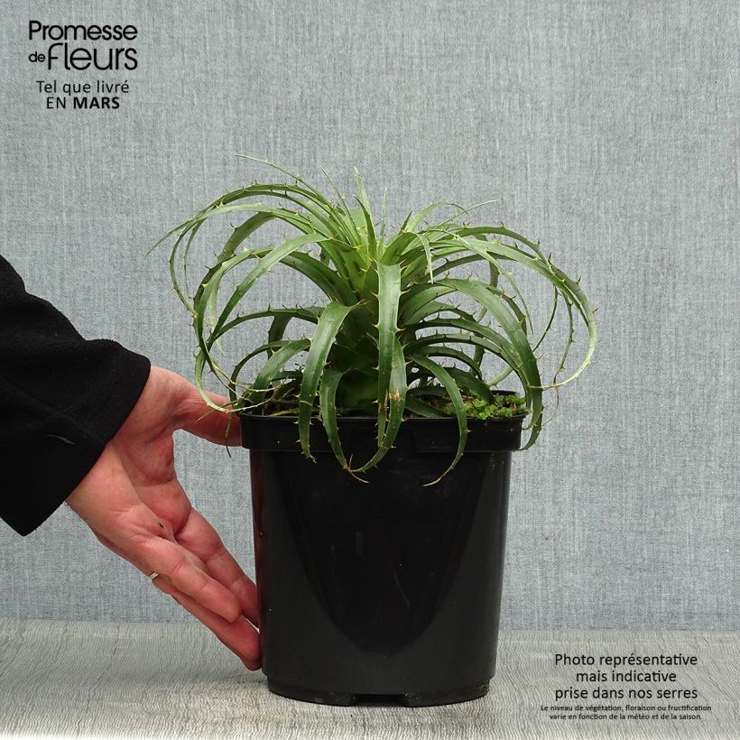 Puya berteroniana Vaso da 2L/3L esemplare consegnato in primavera