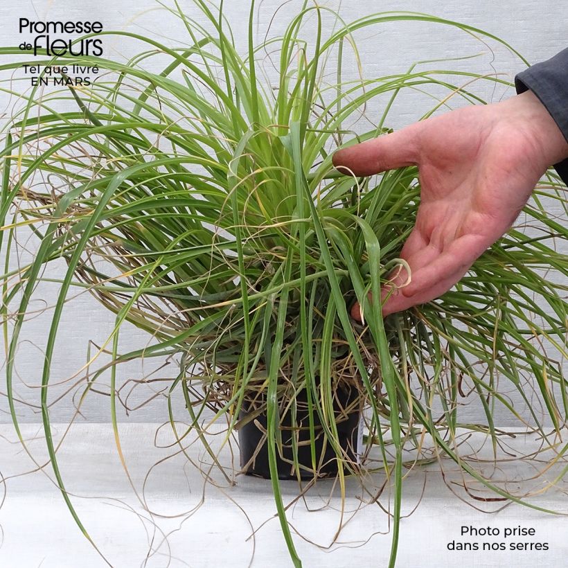 Puya mirabilis Vaso da Ø 12 cm / 13 cm esemplare consegnato in primavera