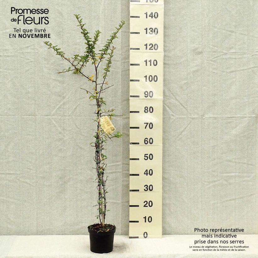 Esemplare di Pyracantha Orange Glow Vaso da 2L/3L come consegnato in autunno