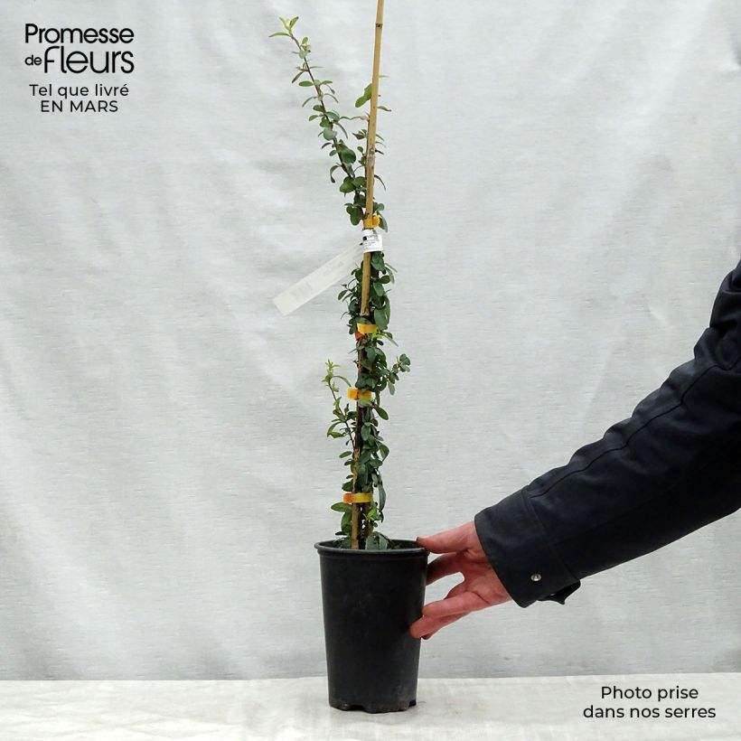 Example of Pyracantha SAPHYR Orange Vaso da 2L/3L as you get in printemps