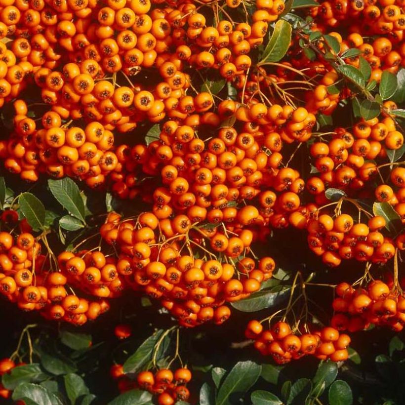 Pyracantha SAPHYR Orange (Harvest)