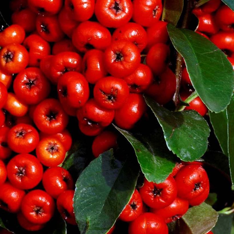 Pyracantha SAPHYR Rouge (Foliage)