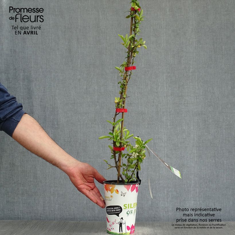 Example of Pyracantha SAPHYR Rouge Vaso da 2L/3L as you get in printemps