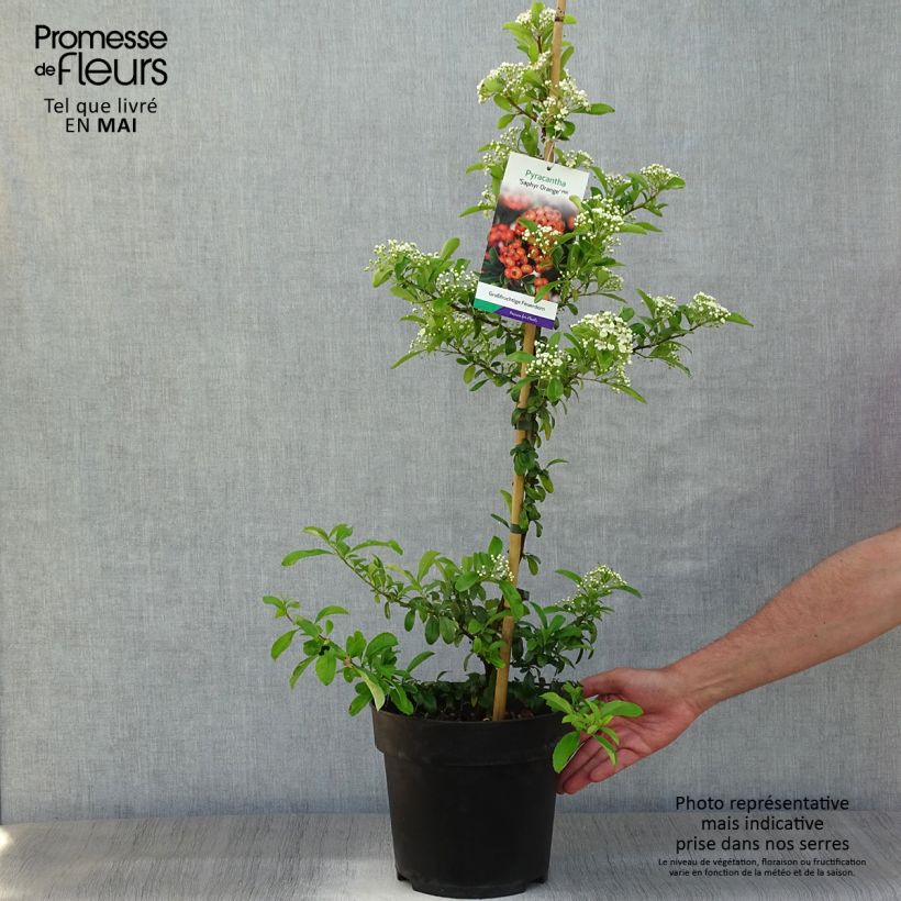 Example of Pyracantha SAPHYR Orange Vaso da 6L/7L as you get in printemps