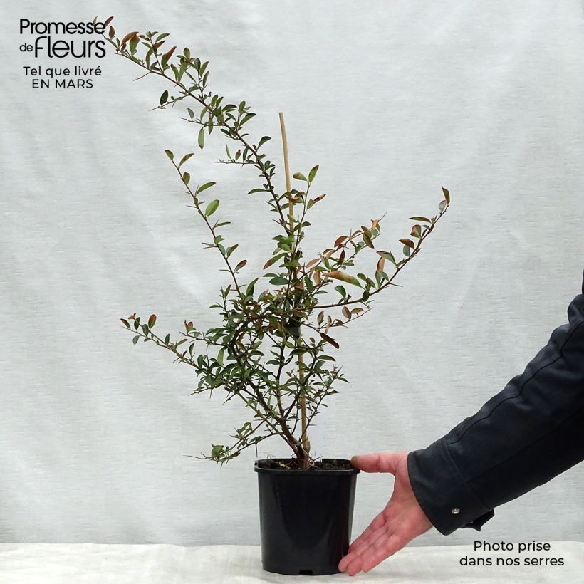 Example of Pyracantha Soleil d'or Vaso da 2L/3L as you get in printemps