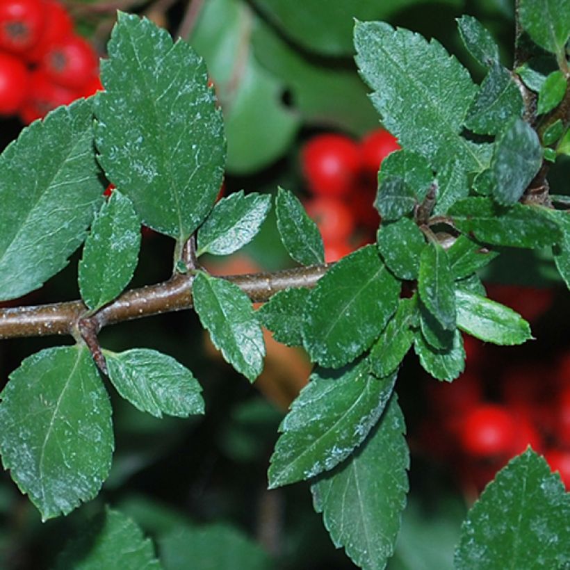 Pyracantha Red Column (Foliage)