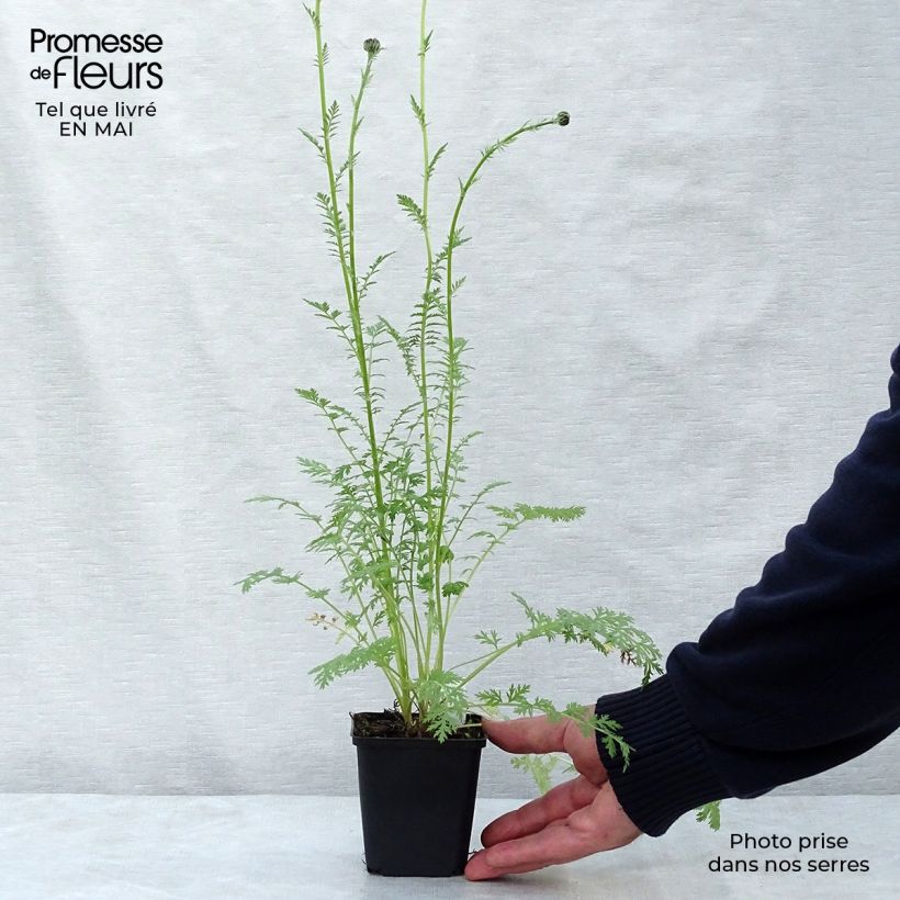 Example of Tanacetum coccineum Robinson Rose Vasetto da 8/9 cm as you get in printemps