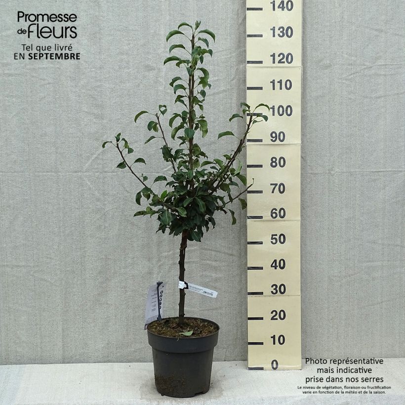 Esemplare di Pero nano Louisa (Luisa) Vaso da 7,5L/10L, Vaso impalcato basso come consegnato in autunno