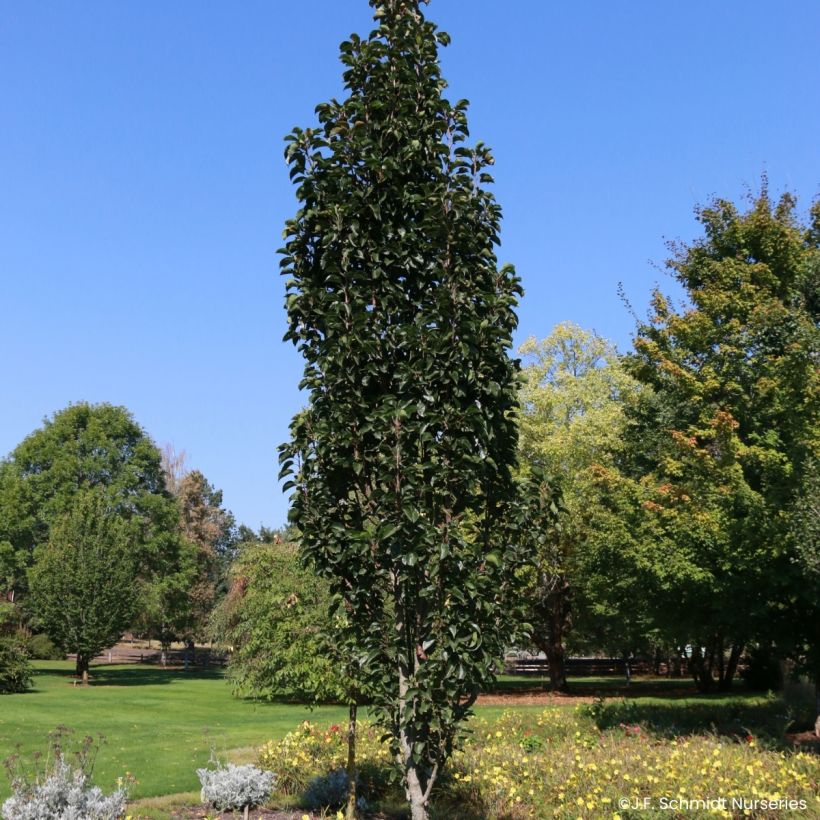 Pyrus Javelin - Pero da fiore (Porto)