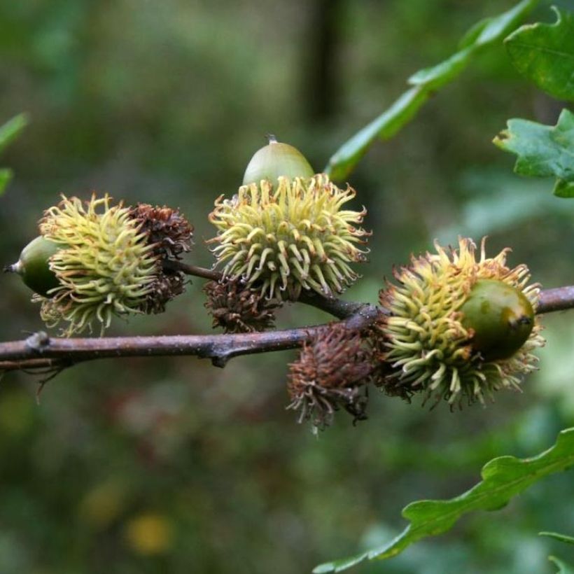 Quercus cerris - Cerro (Harvest)