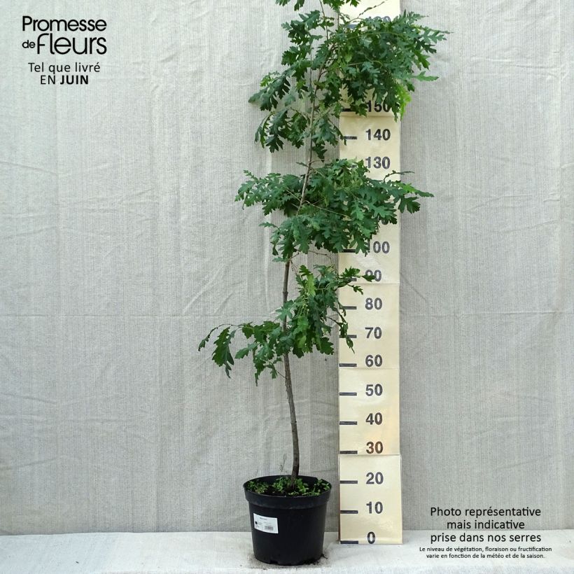 Example of Quercus cerris - Cerro Vaso da 7,5L/10L as you get in printemps