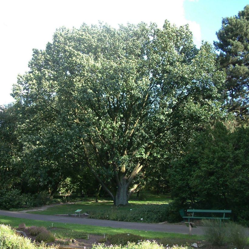Quercus frainetto (Plant habit)