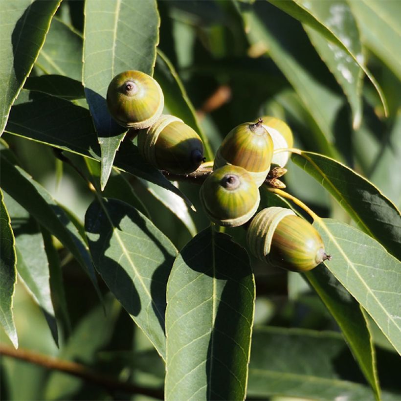 Quercus myrsinifolia - Quercia (Harvest)