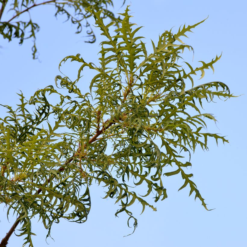 Quercus robur Pectinata - Farnia (Fogliame)