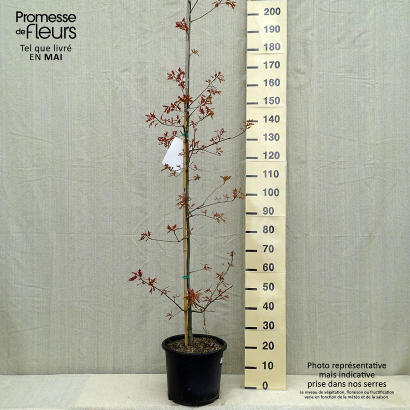 Example of Quercus texana New Madrid - Quercia Vaso da 7,5L/10L as you get in printemps