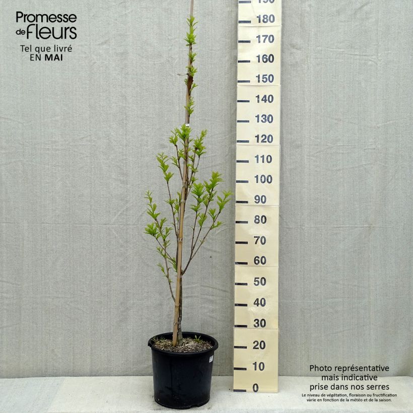 Quercus warei Windcandle - Quercia Vaso da 12L/15L esemplare consegnato in primavera