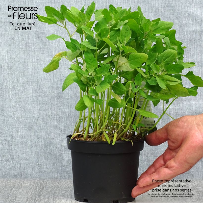 Chenopodium quinoa - Quinoa Vaso da 1,5L/2L esemplare consegnato in primavera