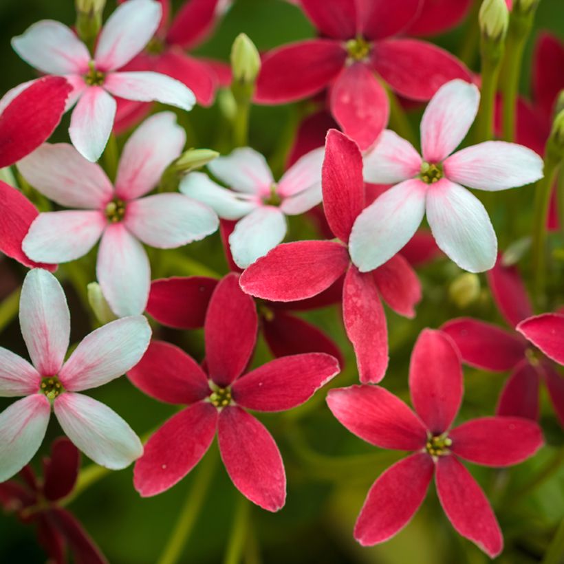 Quisqualis indica (Fioritura)