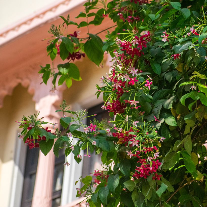 Quisqualis indica (Porto)