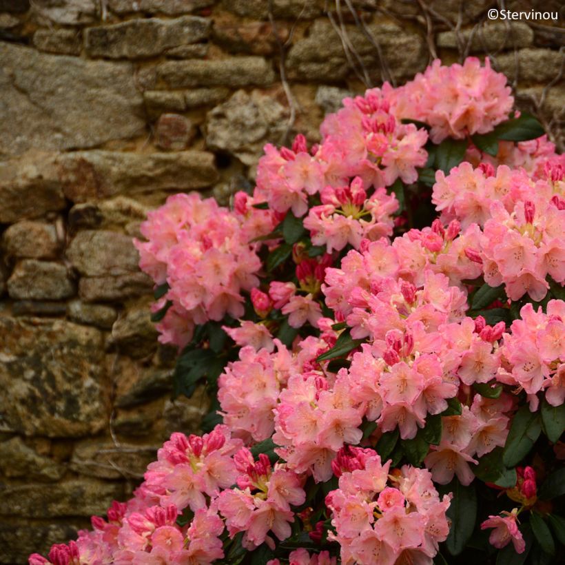 Rhododendron yakushimanum Percy Wiseman (Plant habit)