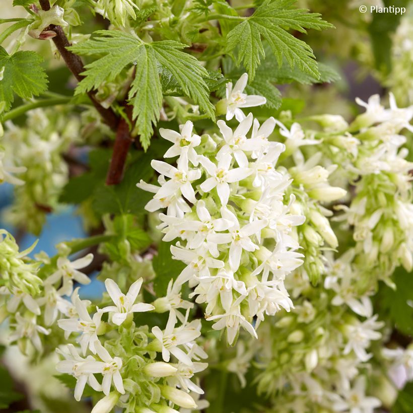 Ribes sanguigno Oregon Snowflake (Fioritura)