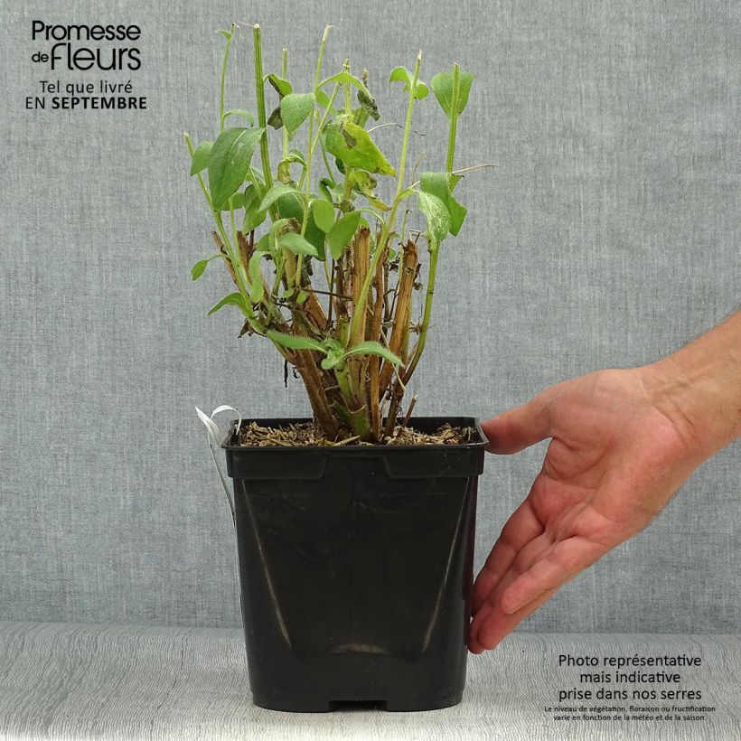 Esemplare di Rudbeckia hirta Giggling SmileyZ Vaso da 2L/3L come consegnato in autunno