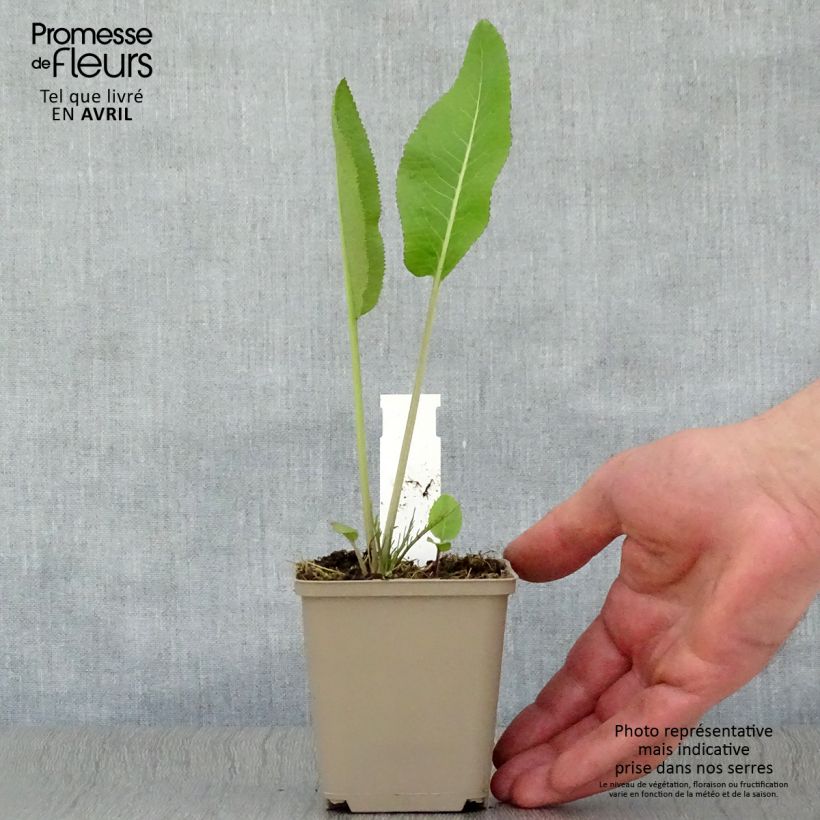 Example of Armoracia rusticana (piante) - Cren Vasetto da 7/8 cm as you get in printemps