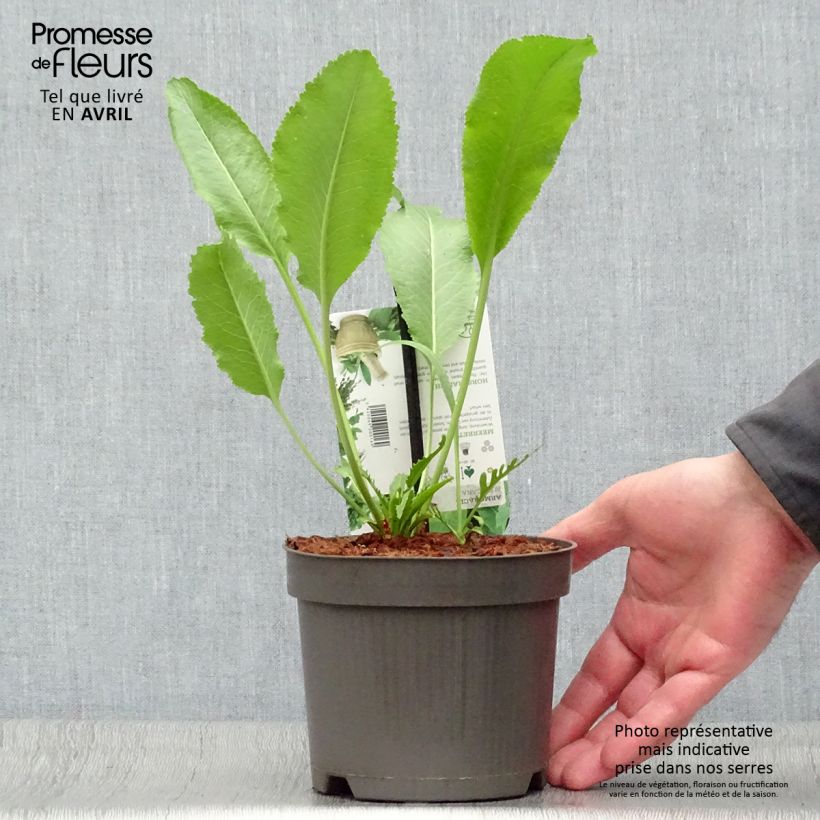 Example of Armoracia rusticana (piante) - Cren Vaso da 1,5L/2L as you get in printemps