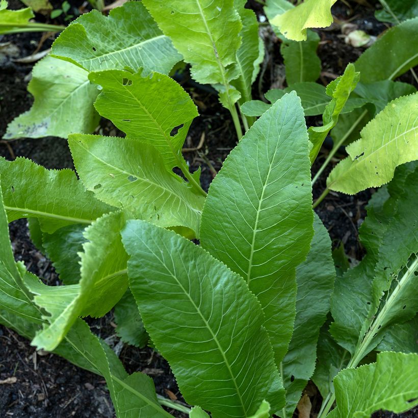 Armoracia rusticana (semi) - Cren (Foliage)
