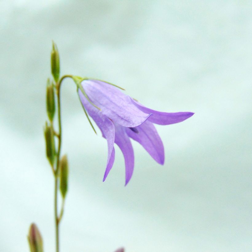 Campanula rapunculus - Campanula commestibile (Flowering)