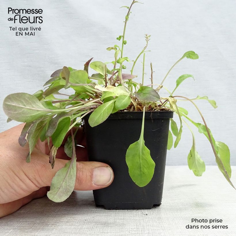 Example of Campanula rapunculus - Campanula commestibile Vasetto da 7/8 cm as you get in printemps