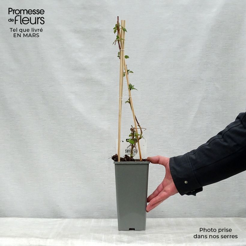 Rubus phoenicolasius Raisin du Japon - Lampone giapponese Vaso da 1,5L/2L, Multifusto esemplare consegnato in primavera