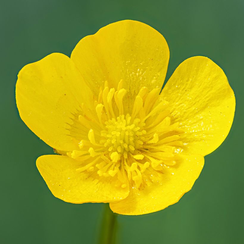 Ranunculus acris - Ranuncolo comune (Fioritura)