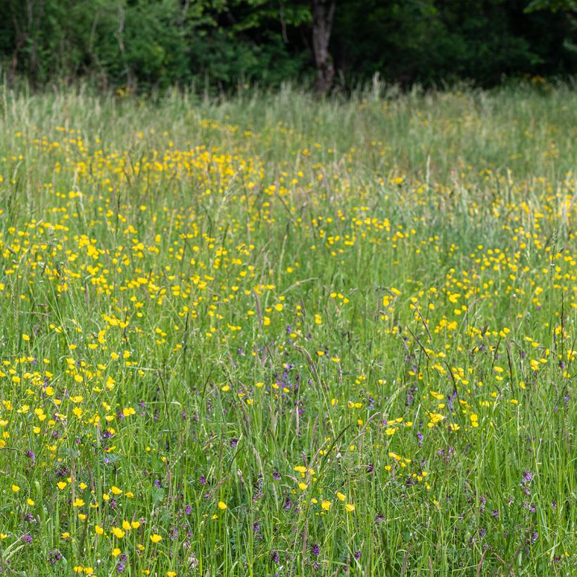 Ranunculus acris - Ranuncolo comune (Porto)