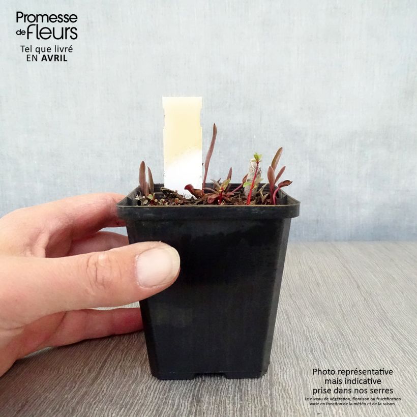 Ranunculus lingua - Ranuncolo delle canne Vasetto da 8/9 cm esemplare consegnato in primavera