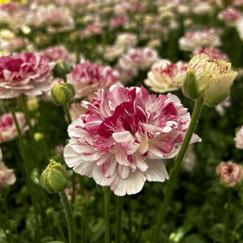 Ranuncolo asiatico Brushmark Cesar – Ranunculus asiaticus (Fioritura)