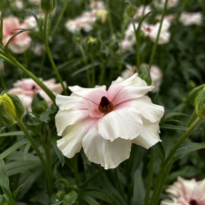 Ranuncolo asiatico Butterfly Ariadne – Ranunculus asiaticus (Fioritura)