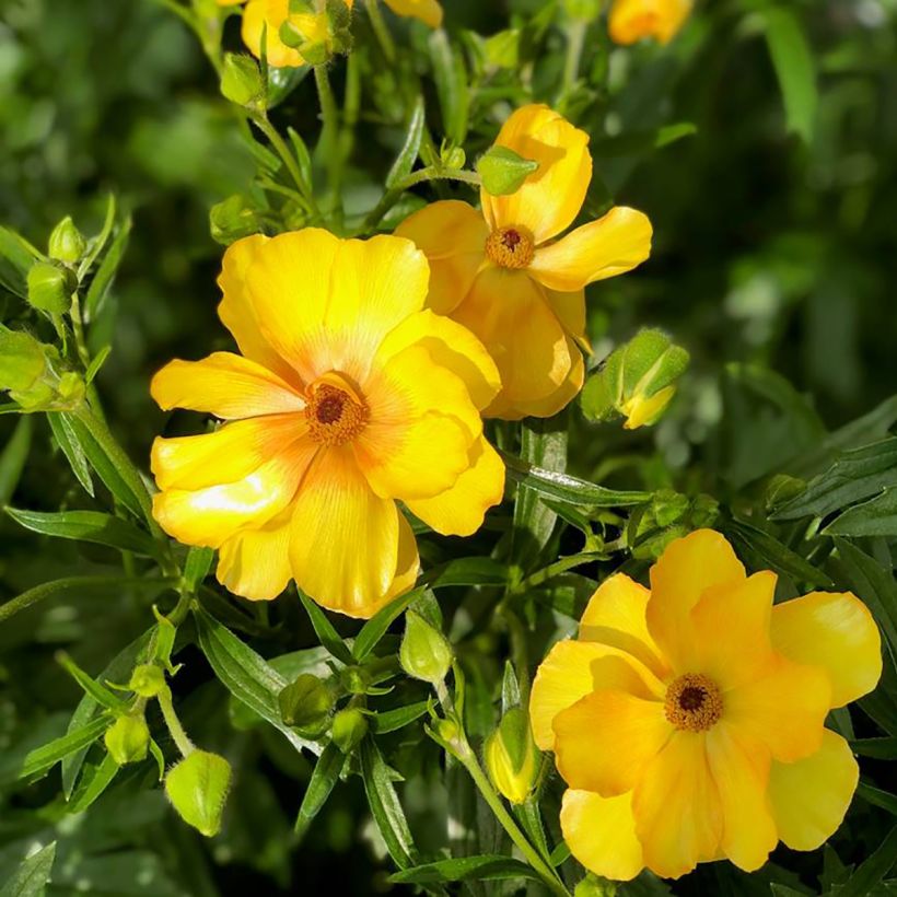 Ranuncolo asiatico Butterfly Dione – Ranunculus asiaticus (Fioritura)