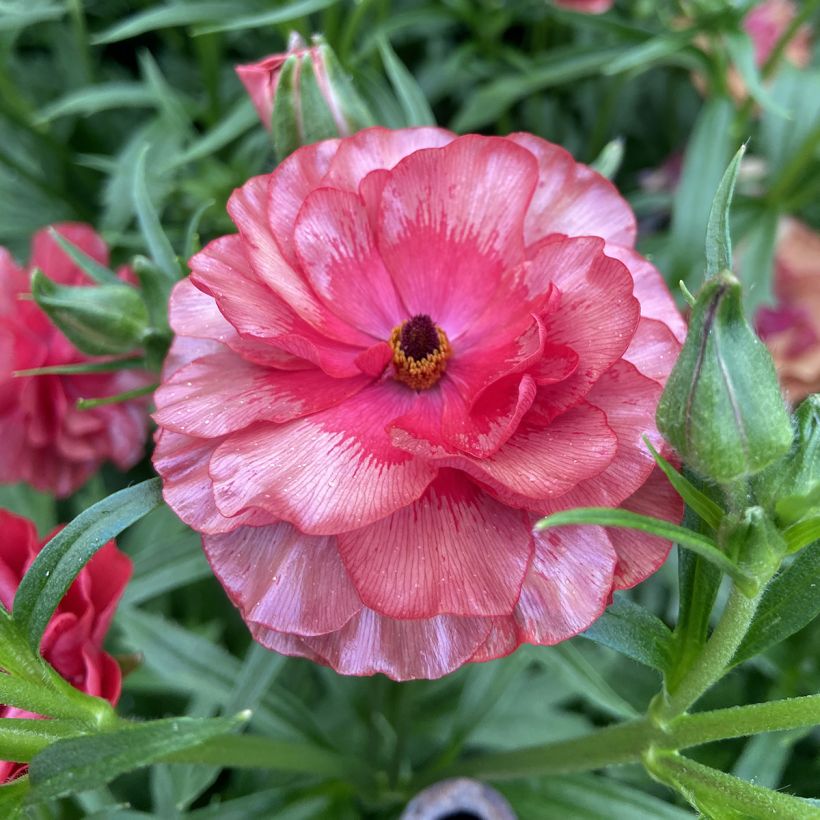 Ranuncolo asiatico Butterfly Musa – Ranunculus asiaticus (Fioritura)