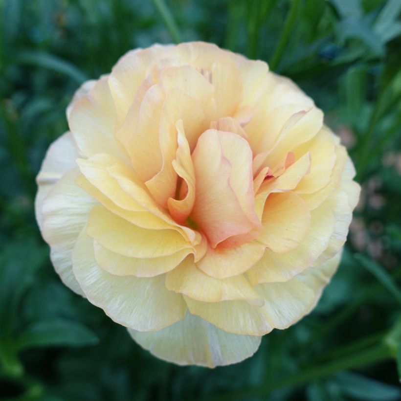 Ranuncolo asiatico Butterfly Vestalis – Ranunculus asiaticus (Fioritura)
