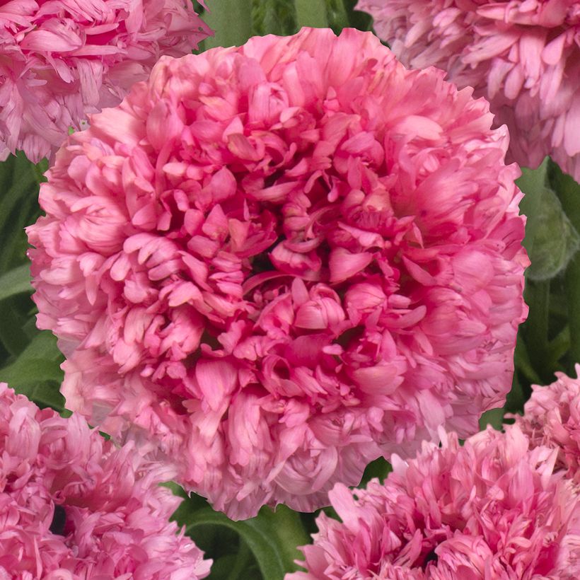 Ranuncolo asiatico Poodle Ramlia – Ranunculus asiaticus (Fioritura)