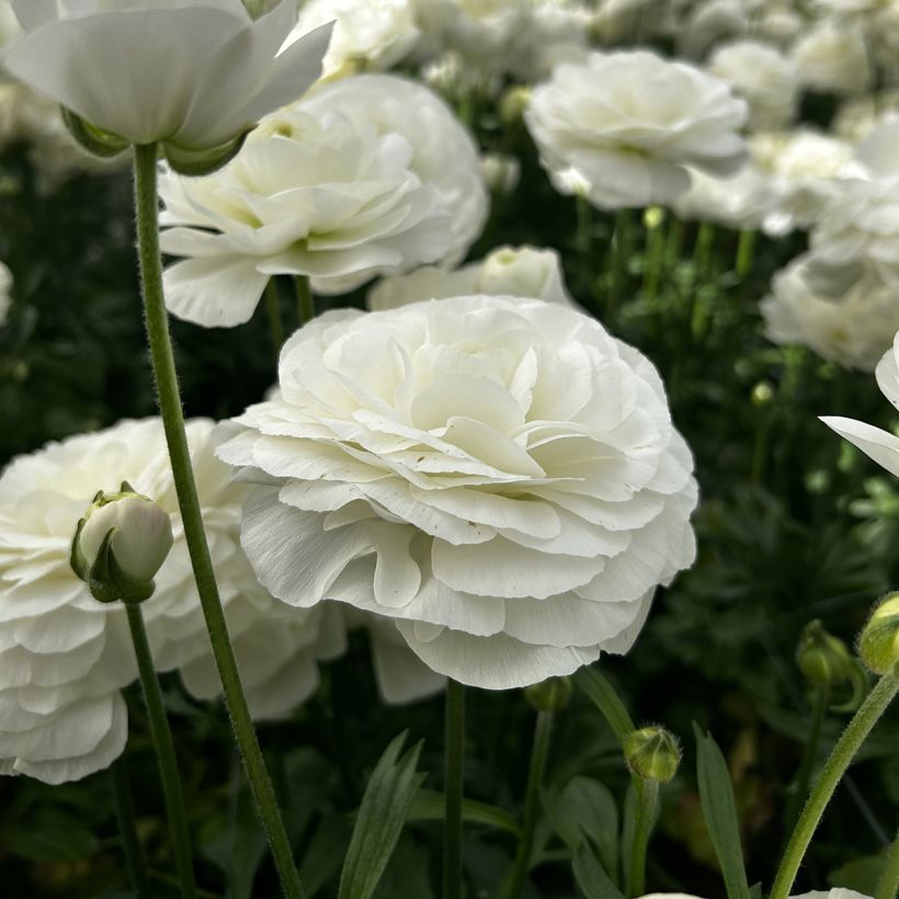 Ranuncolo asiatico Romance Courchevel – Ranunculus asiaticus (Fioritura)