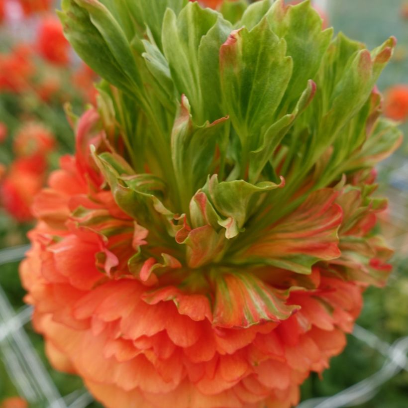 Ranuncolo asiatico Crown Nervion – Ranunculus asiaticus (Fioritura)