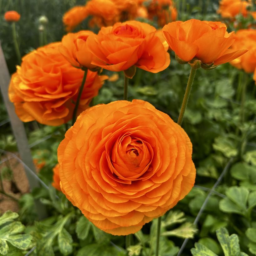 Ranuncolo asiatico Romance Digne – Ranunculus asiaticus (Fioritura)