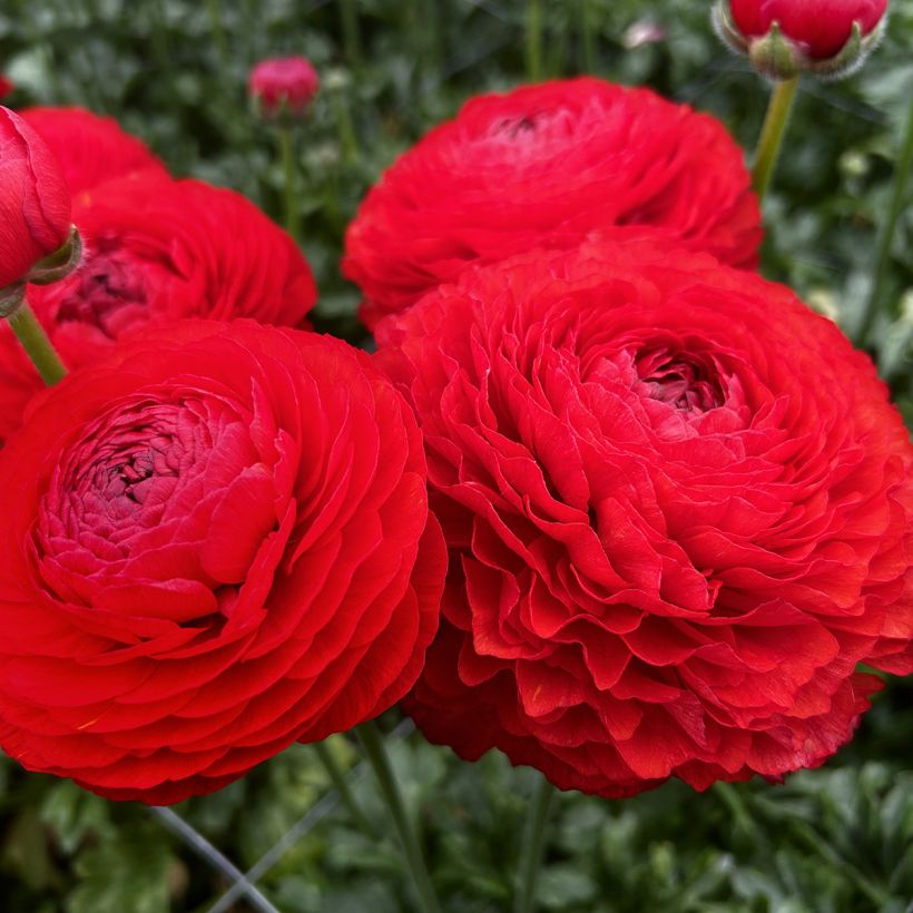 Ranuncolo asiatico Romance Get Lucky – Ranunculus asiaticus (Fioritura)