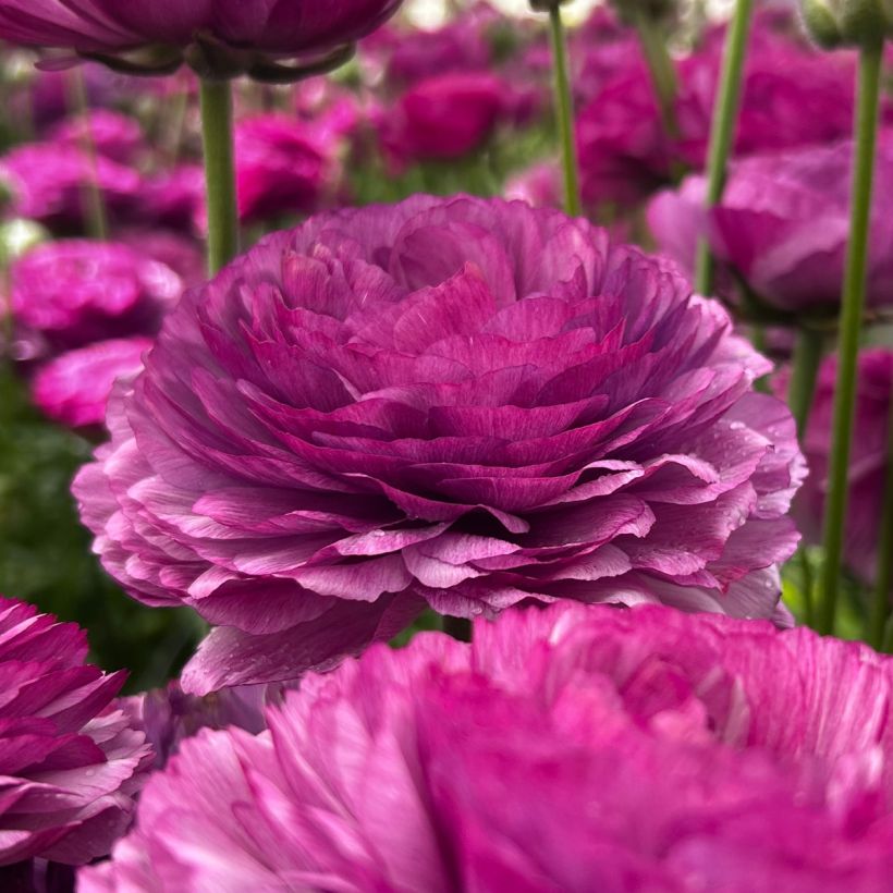 Ranuncolo asiatico Romance Loubeyres – Ranunculus asiaticus (Fioritura)