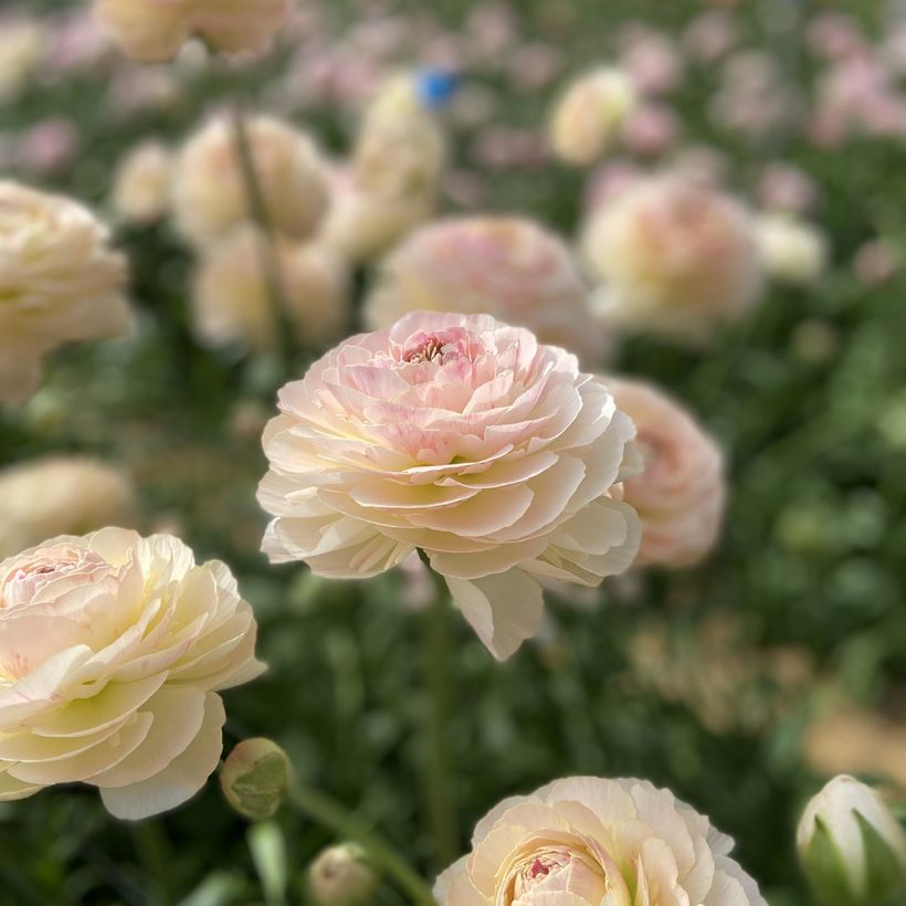 Ranuncolo asiatico Romance Maritime – Ranunculus asiaticus (Fioritura)