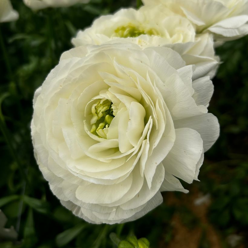 Ranuncolo asiatico Romance Montenvers – Ranunculus asiaticus (Fioritura)
